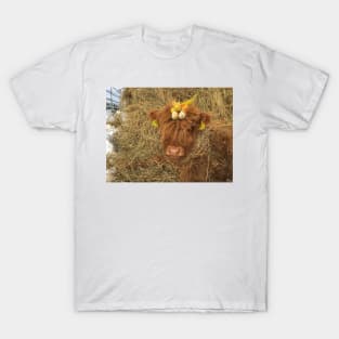 Scottish Highland Cattle Calf 1718 T-Shirt